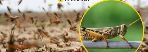 Саранча в Днепропетровской области