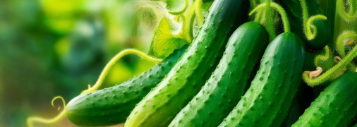 Огурцы требуют правильного ухода (изображение создано с помощью ИИ)