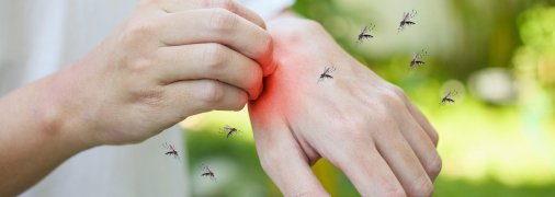 Чем отпугнуть комаров, чтобы не летали в доме