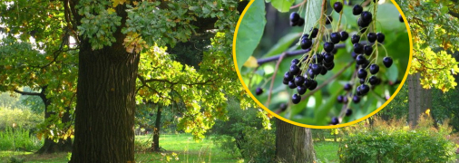 Черемуха поздняя