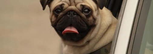 Мопсы быстро устают и любят отдых