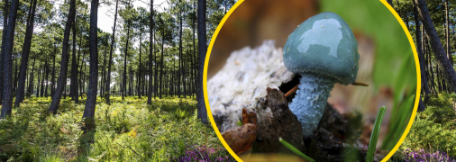 Зі зростанням цей гриб може змінювати форму та забарвлення