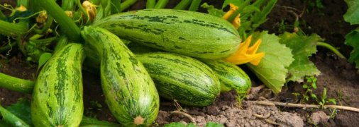 Выращивание кабачков