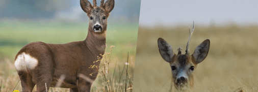 Сарна европейська