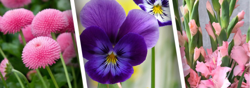 Не все знают, что эти цветы на украинском называются "стокротки", "братчики" и "косарики"