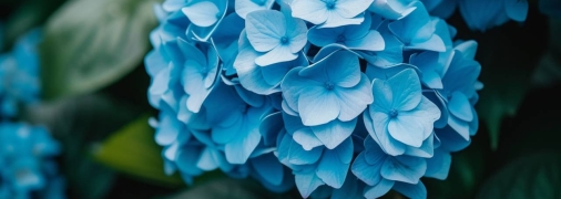 Если вы верите в приметы, лучше не принимать в дар гортензии (изображение создано с помощью ИИ)