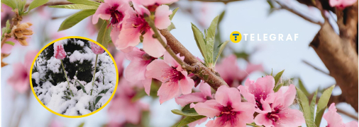 Что будет с плодовыми деревьями из-за заморозков