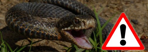 Якщо вас вкусила змія: корисні рекомендації та головні заборони (інфографіка)