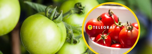 Помідори дозріють швидше, якщо знати цей простий лайфхак