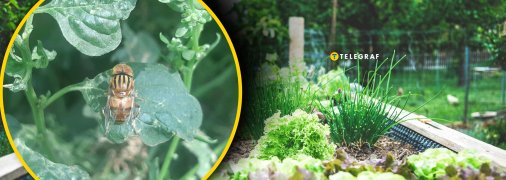 Комахи-шкідники