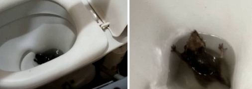 Щур в унітазі мешканця російської глибинки