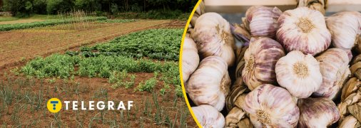 Можна виростити другий врожай, а можна збагатити ґрунт