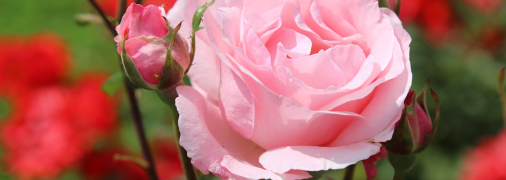 Розам требуется солнечный свет