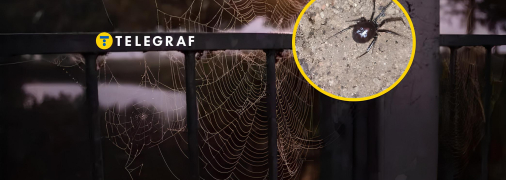 Паук стеатода