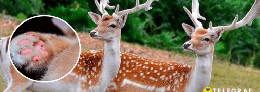 Європейська лань