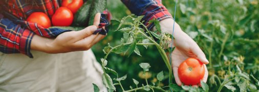 Помідори, вирощені власноруч - найсмачніші