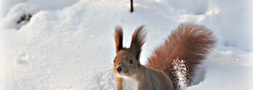 Білка взимку