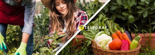 Посадка овочів та зелені у липні 2025