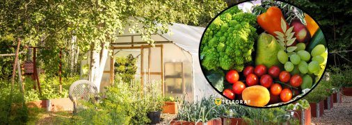 Які бувають теплиці та навіщо їх ставлять