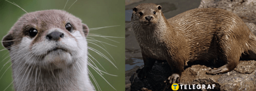 Видра річкова