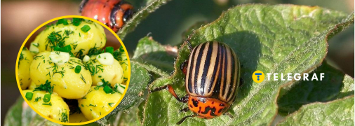 Картоплю будуть їсти люди, а не жук