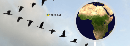 Перелітні птахи гинуть під час польоту