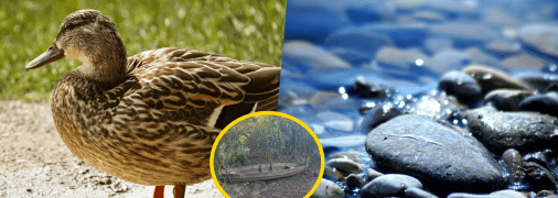 На Одещині пересихає річка