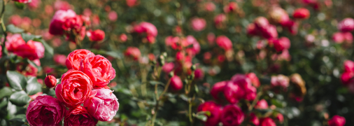 Как бороться с муравьями на розах