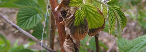 Правильный уход за малиной - залог хорошего урожая
