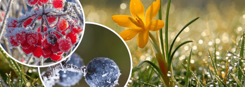 В Україні на 16-17 травня обіцяють заморозки