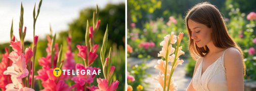 Гладіолуси стануть окрасою будь-якої клумби