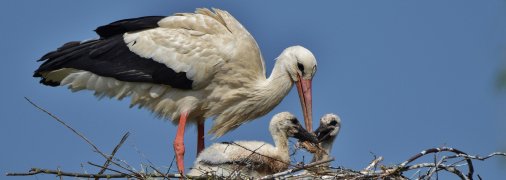 Лелеки полюють на курчат?