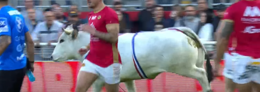 Бык вырвался из рук своего дрессировщика