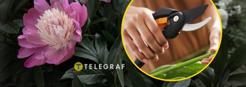 Після цвітіння півонії потрібно правильно обрізати