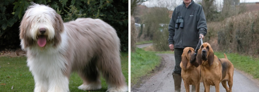 Британские породы собак