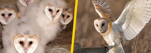 Сипухи, ілюстративне фото