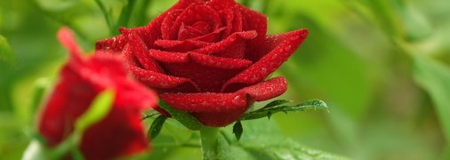 Троянди в саду потребують постійної турботи