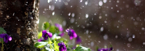 Така вона, весна