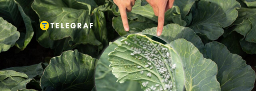 Білокрилка вражає рослини, особливо капусту