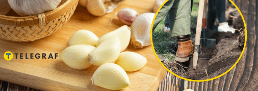 Посадка озимого часнику