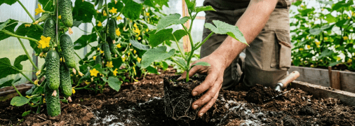 Триходерма захистить ваші посіви