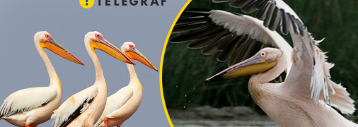 Рожеві пелікани, ілюстративне фото