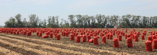 Збір цибулі в полі
