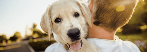 Маленький улюбленець потребуватиме чимало уваги та турботи