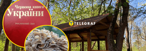 У Слобожанському парку виявили червонокнижну Грифолу покручену