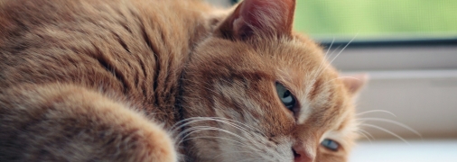 Шерсть котів заважає збереженню чистоти в кімнаті