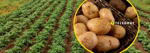 Дізнайтеся, що зробити перед збиранням урожаю картоплі