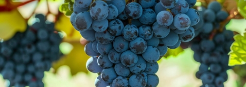 Есть действенные методы подкормки винограда (изображение создано с помощью ИИ)