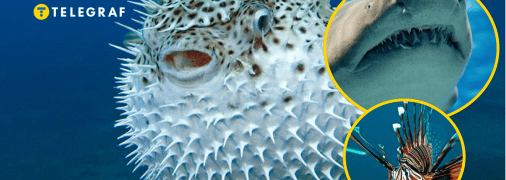 Риба фугу, акула, крилатка