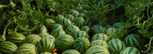 Арбузы и дыни нуждаются в правильной подкормке (изображение создано с помощью ИИ)